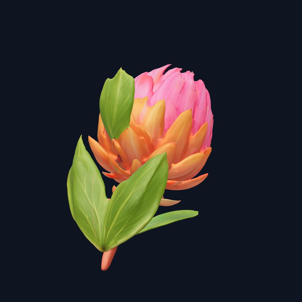 Protea Flower D Model Pack
